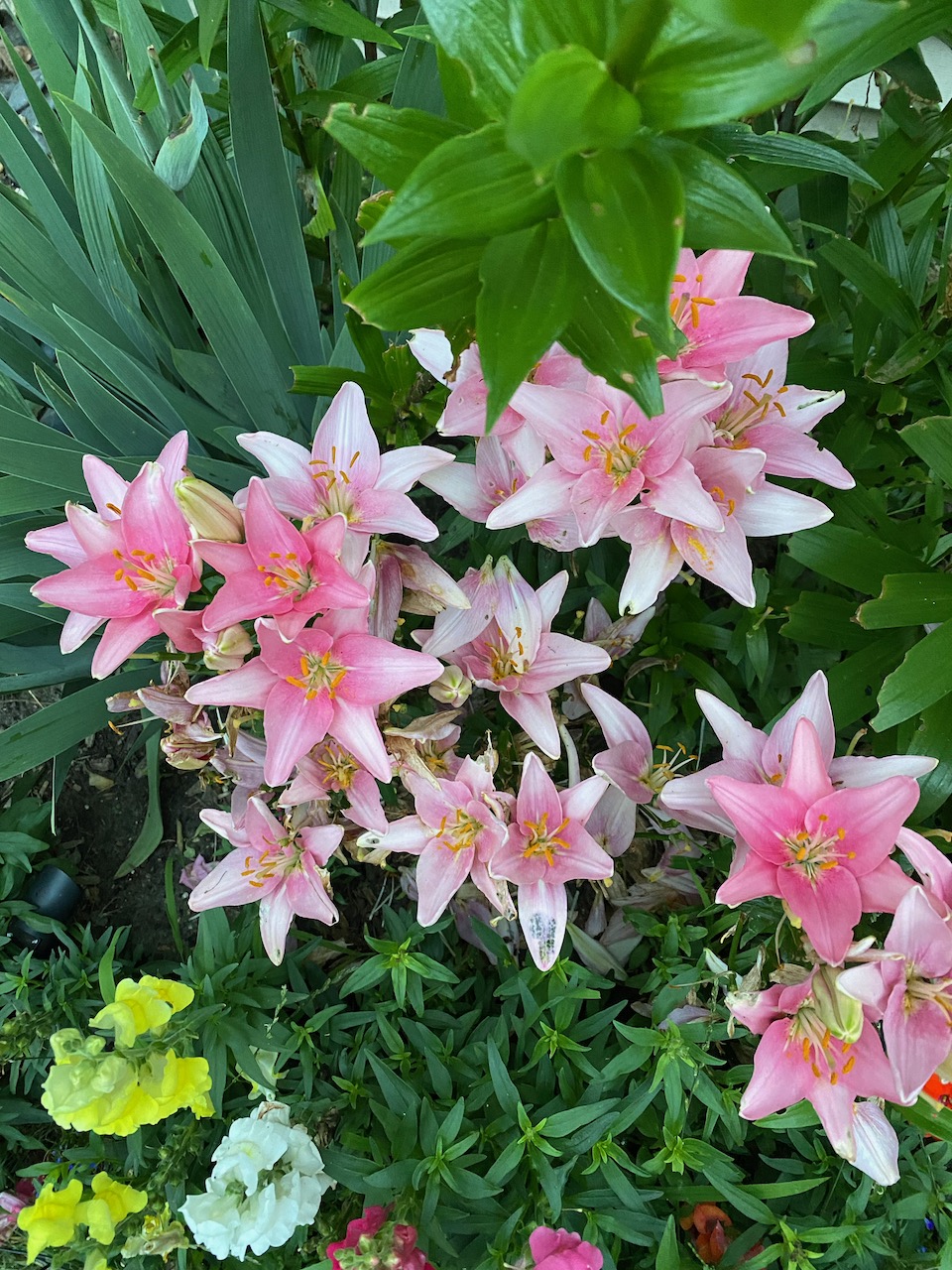 flowers - asian lilies july 03 2023 04.jpeg