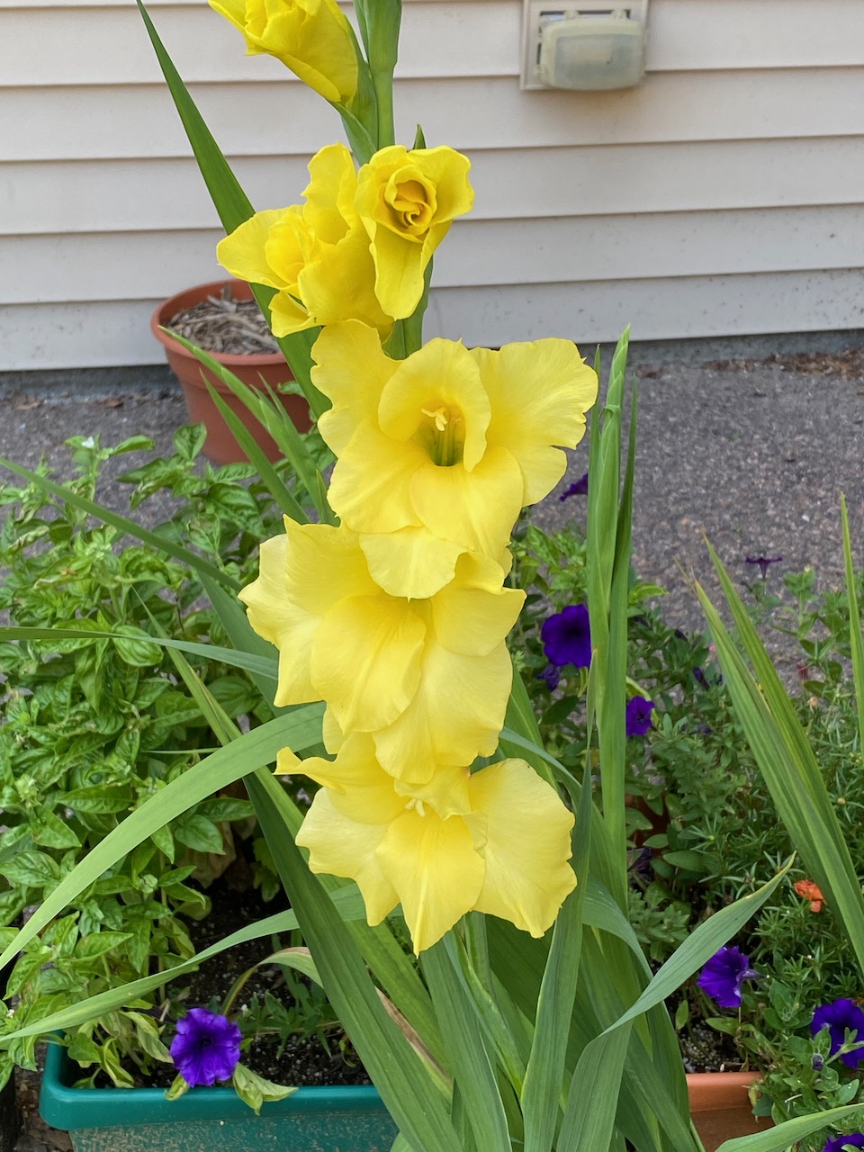 flowers - gladiolus august 2022.jpeg