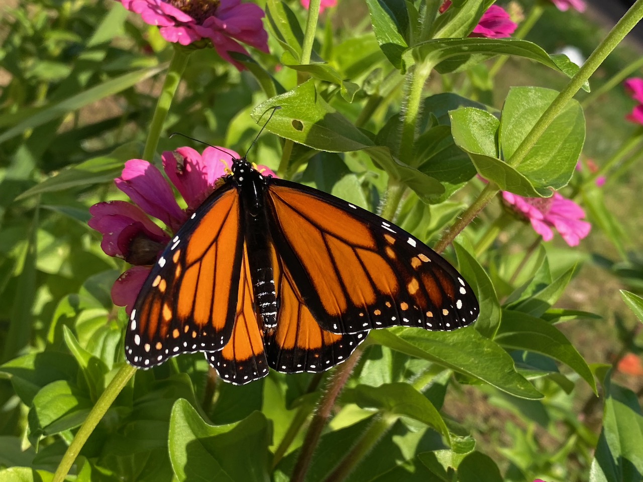 flowers - monarch butterfly on zinnia october 15 2022 02.jpeg