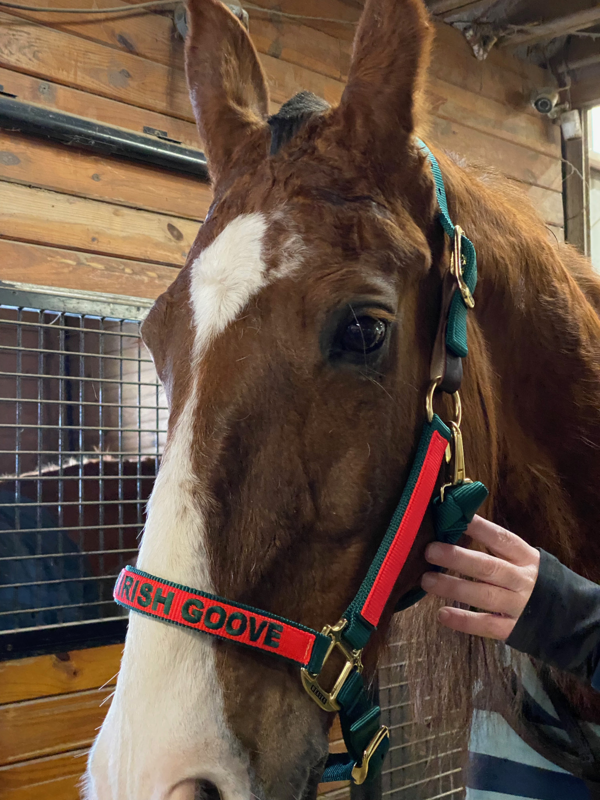 horse - nutty-irishman-04.jpeg