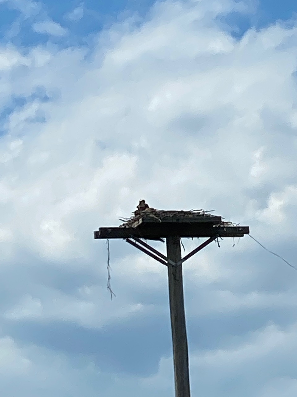 raptors - osprey nest panton vt 04.jpeg